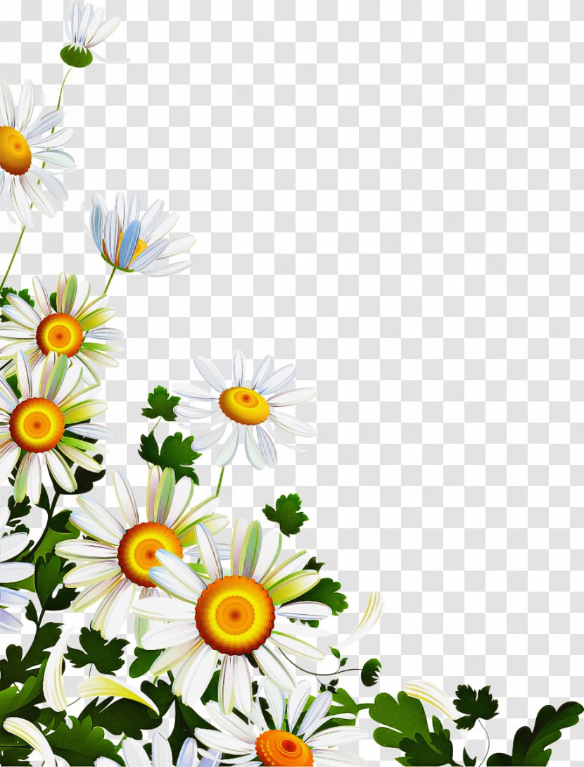 Flowers Background - Mayweed - Cut Plant Stem Transparent PNG