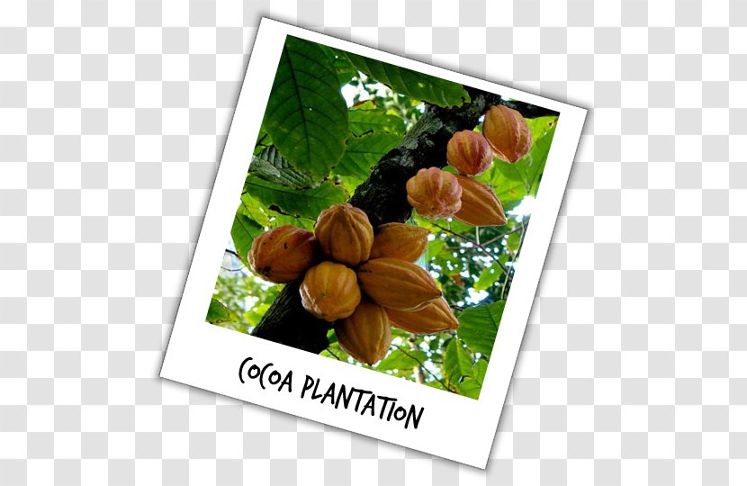 Picture Frames Cacao Tree Fruit Plants - Ghana Cocoa Transparent PNG