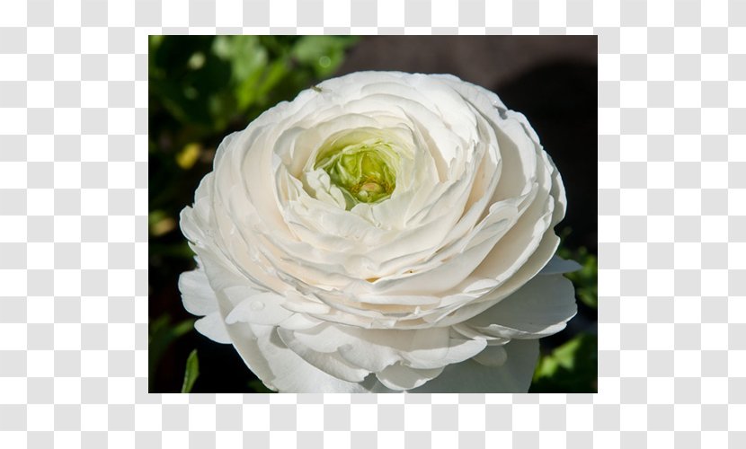 Floribunda Garden Roses Cabbage Rose Floristry Cut Flowers - Bulb - Flower Transparent PNG