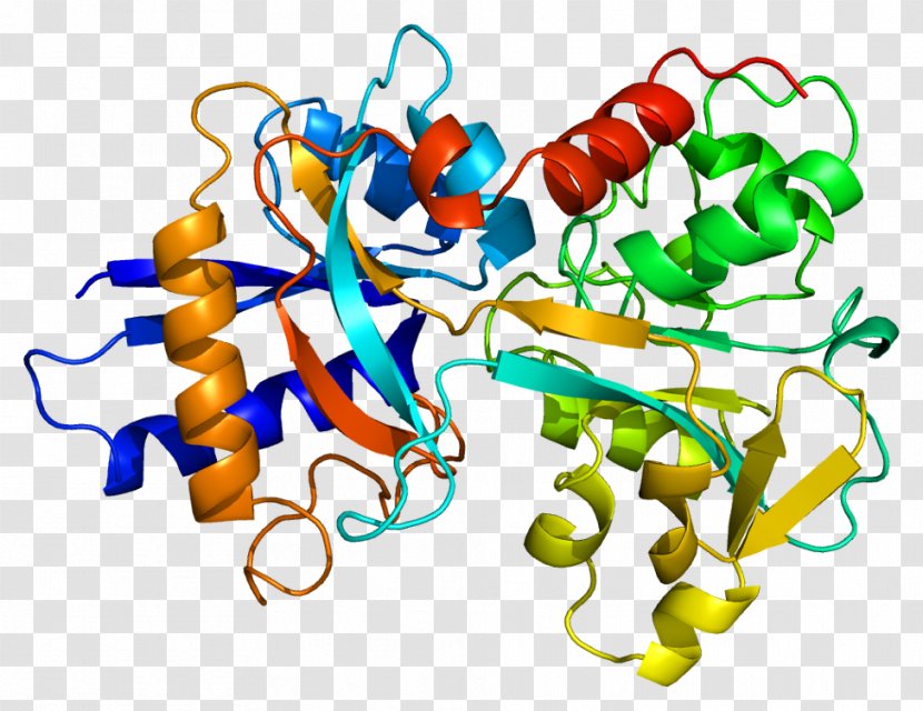 Transferrin Receptor Protein Lactoferrin Iron - Drug Transparent PNG