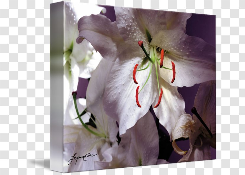 Floral Design Flowering Plant - Petal Transparent PNG