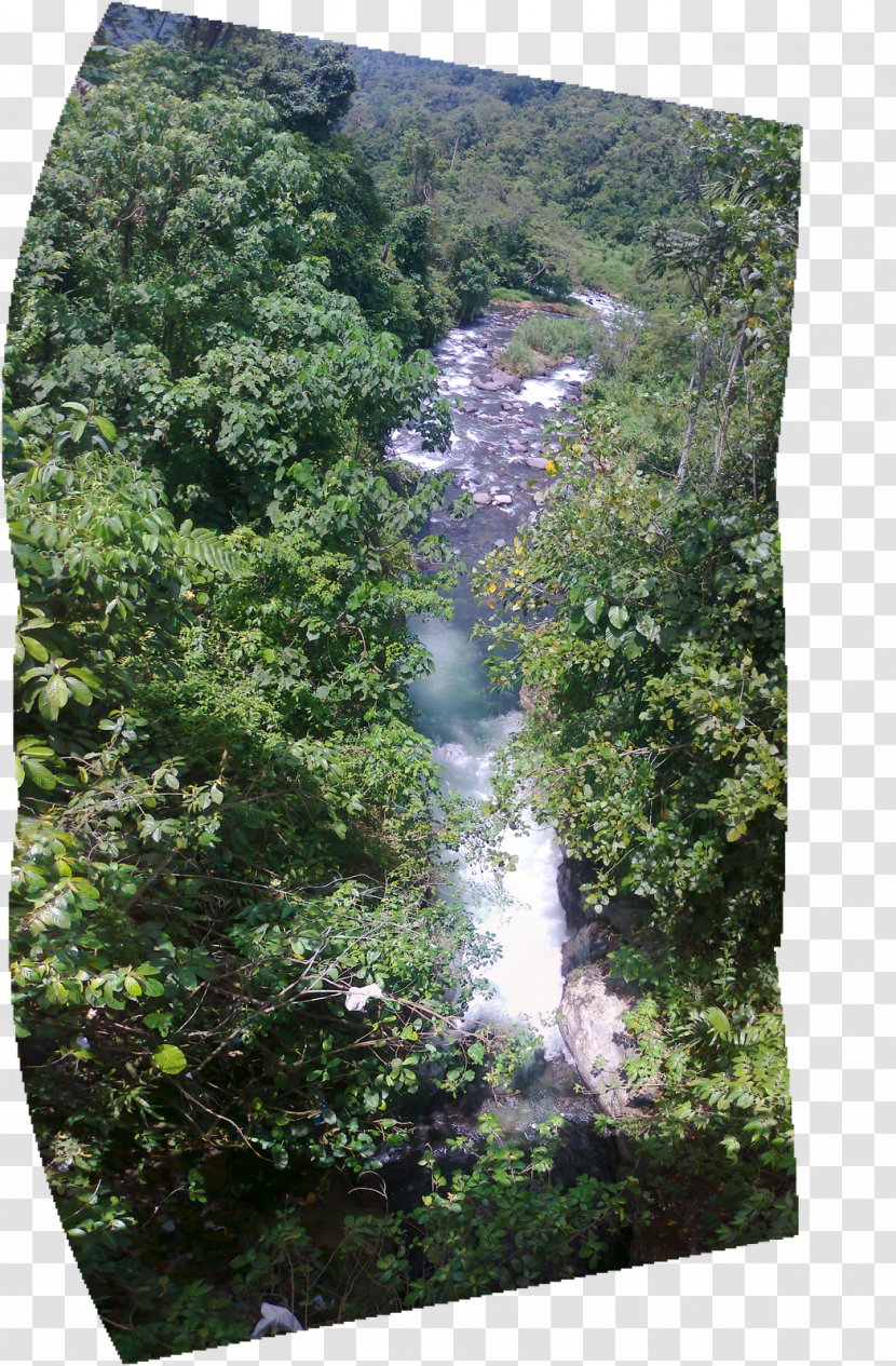 Water Resources Nature Reserve Biome Rainforest Vegetation - Walindi Plantation Resort Transparent PNG