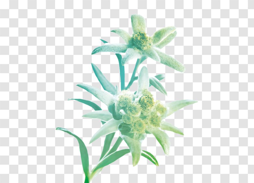 Leontopodium Nivale Petal Flower Plant Symbolism Edelweiss Transparent PNG