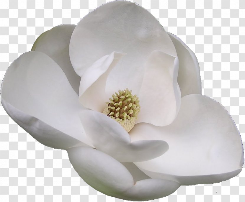 Flowering Plant Southern Magnolia Chinese - Viburnum - Flor Transparent PNG