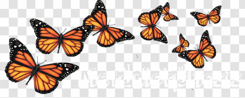 Butterfly Clip Art Insect PicsArt Photo Studio - Biological Life Cycle - Species Eggs Transparent PNG