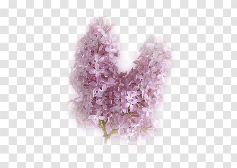 Flower Lilac Petal Pensées - Purple Transparent PNG