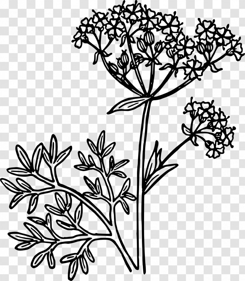 Anise Clip Art - Black And White - Plant Stem Transparent PNG