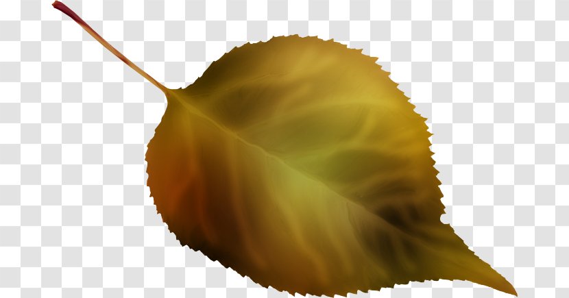 Leaf Close-up Petal - Closeup Transparent PNG
