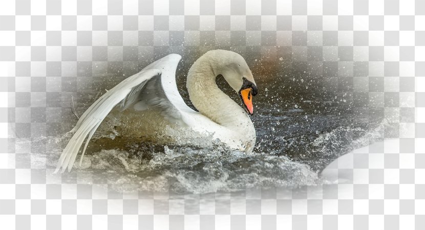 Cygnini Beak Desktop Wallpaper Water Bird Close-up - Computer Transparent PNG