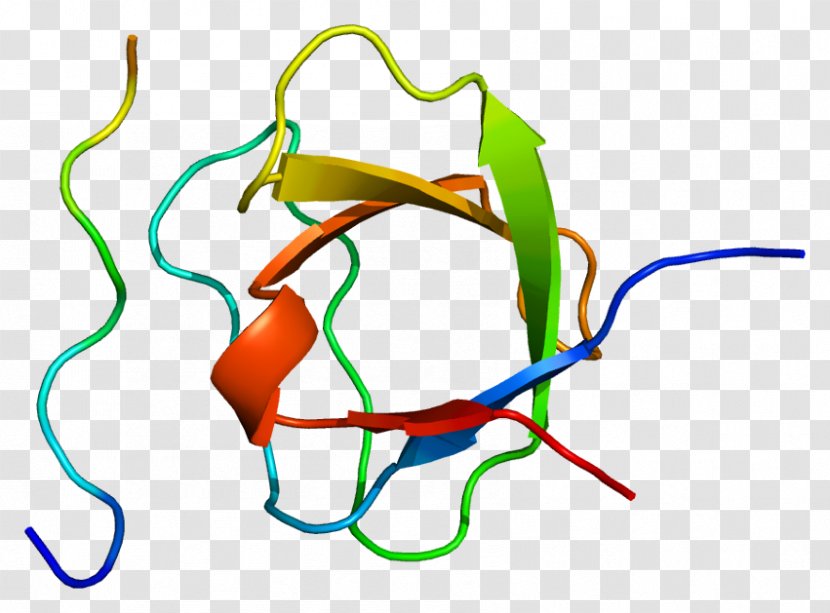 Adapter Molecule Crk Signal Transducing Adaptor Protein SH3 Domain Structure - Cartoon - Silhouette Transparent PNG