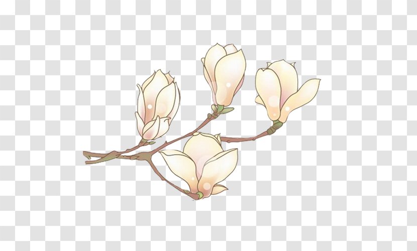 Narcissus Pseudonarcissus Plant Raster Graphics Bud - Heart - White Orchid Flowers Transparent PNG