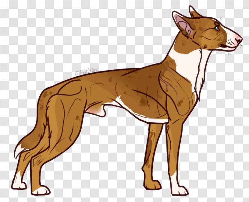 Spanish Greyhound Lurcher Italian Whippet - Longdog - Bull Terrier Transparent PNG