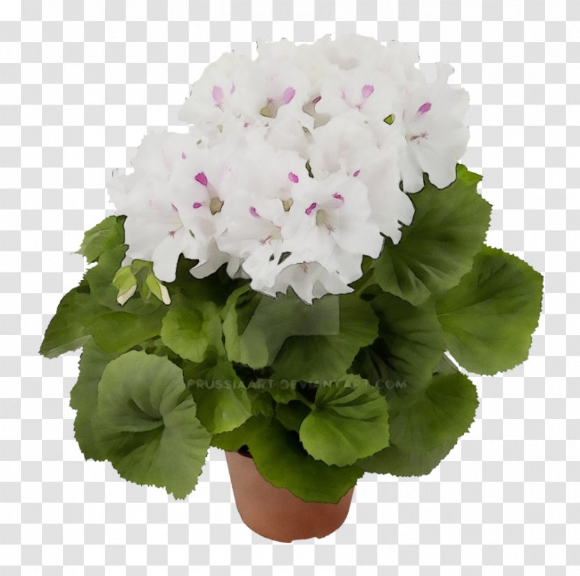 Flower Flowering Plant Petal Primula - Watercolor - Impatiens Herbaceous Transparent PNG