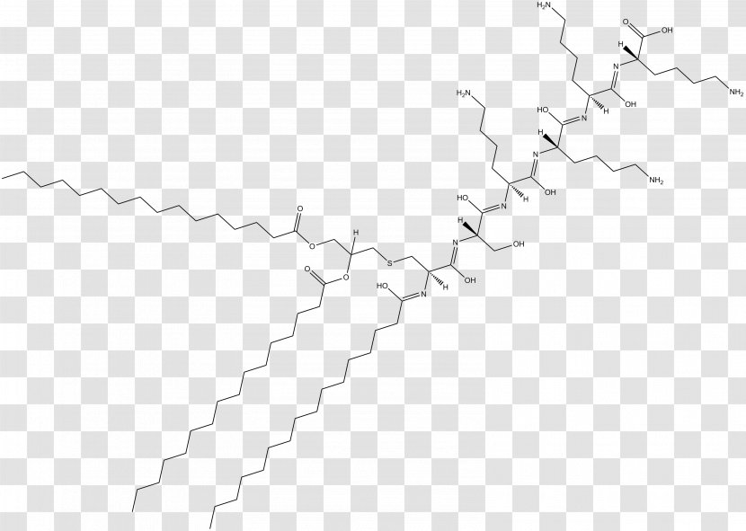 Line Point Angle White - Diagram - Inflammation Transparent PNG