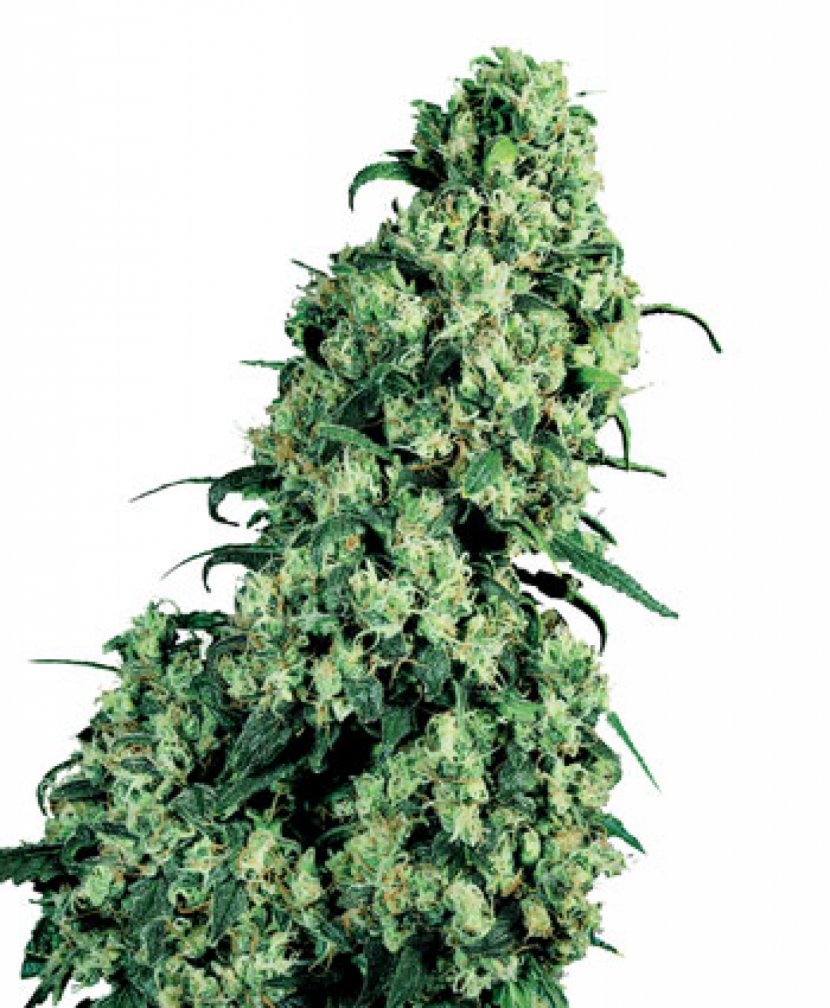 Skunk Cannabis Sativa Seed Marijuana - Plant Transparent PNG