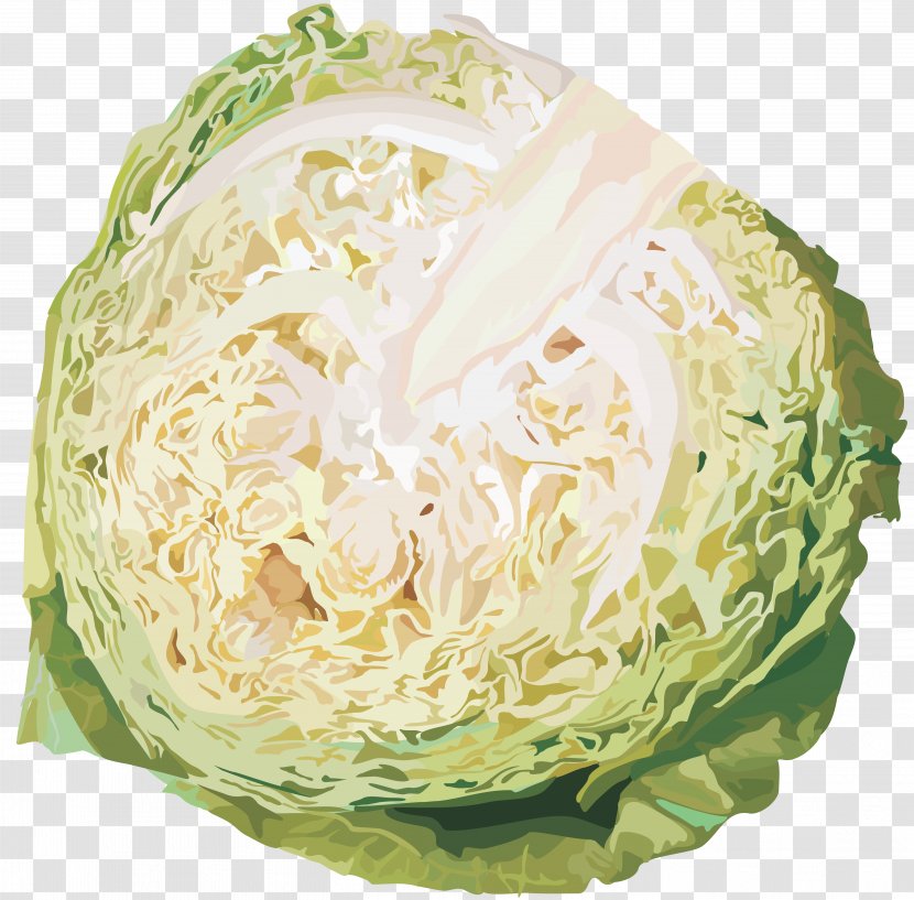 Cabbage Kohlrabi Vegetable Clip Art Transparent PNG