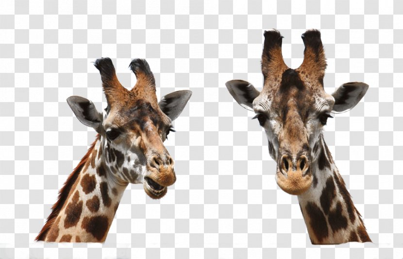 Masai Giraffe Northern Photography Neck Transparent PNG