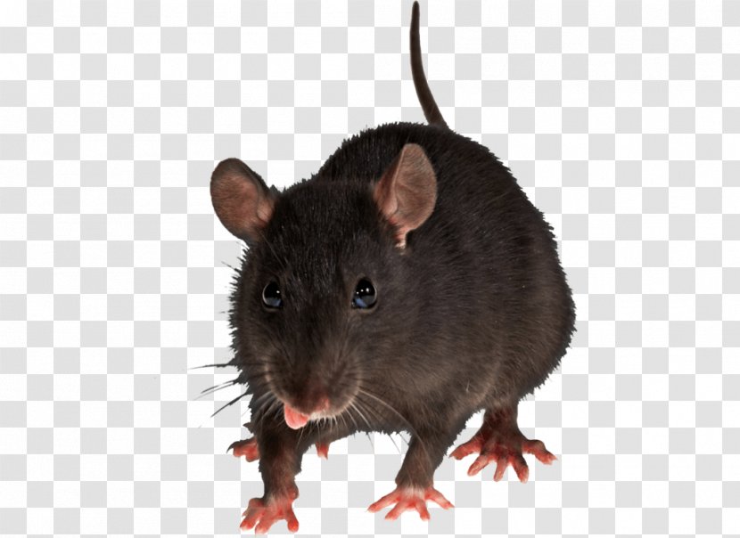 Brown Rat Mouse Black Rodent Pest Control - Image Transparent PNG