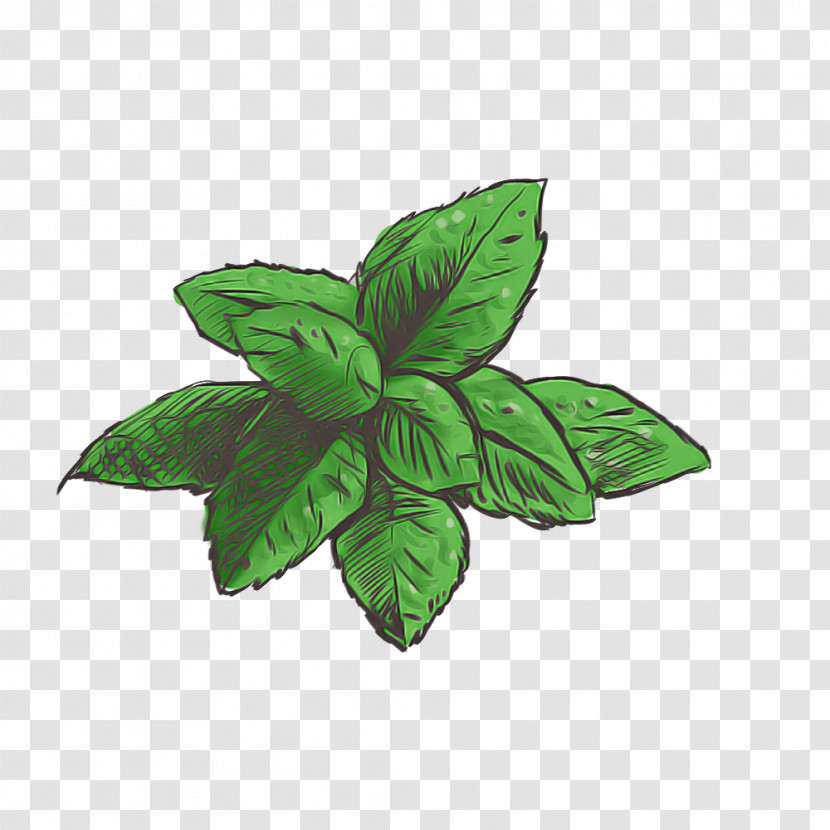 Leaf Herb Plant Structure Biology Science Transparent PNG