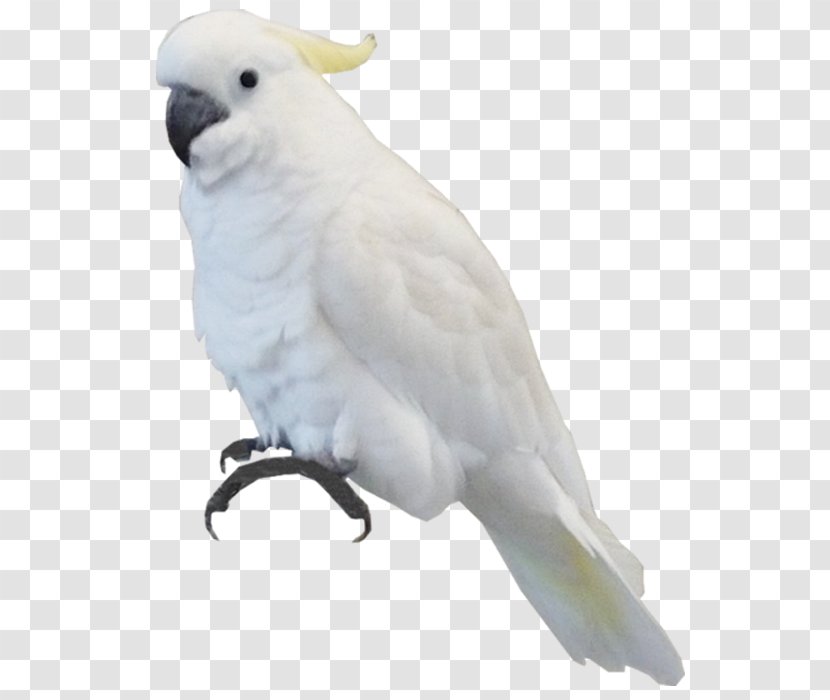 Bird Parrot Sulphur-crested Cockatoo - Fauna Transparent PNG