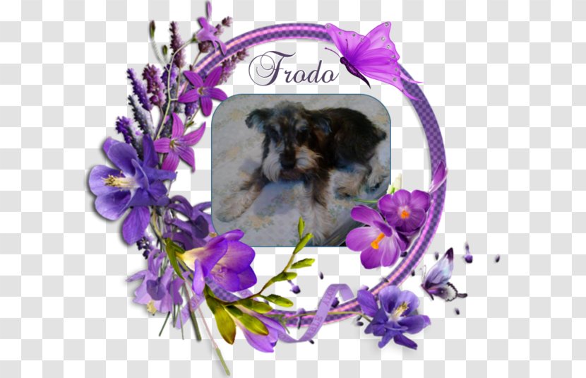 Picture Frames Paper Clip Art - Purple - Frodo Transparent PNG