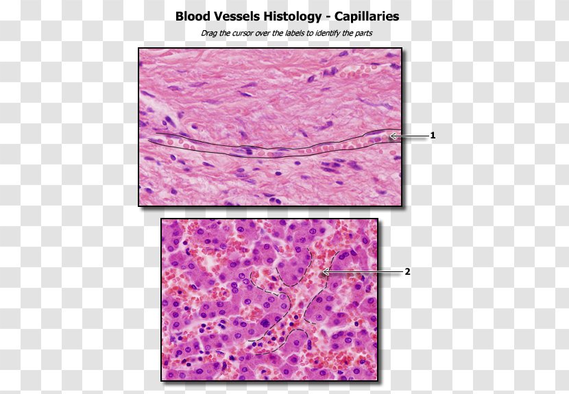 Capillary Human Anatomy Blood Vessel Body - Petal - Biology Transparent PNG