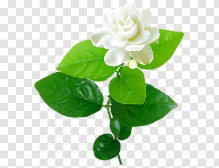 Jasmine Flower - Flowering Plant Transparent PNG