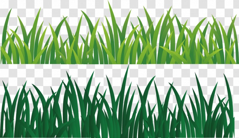 Green Ribbon - Wheatgrass - Grass Transparent PNG