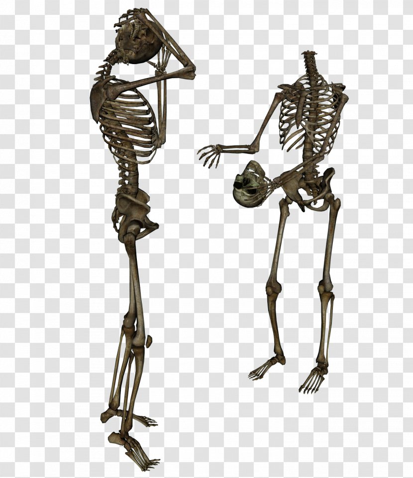 Skeleton Clip Art - Human Transparent PNG