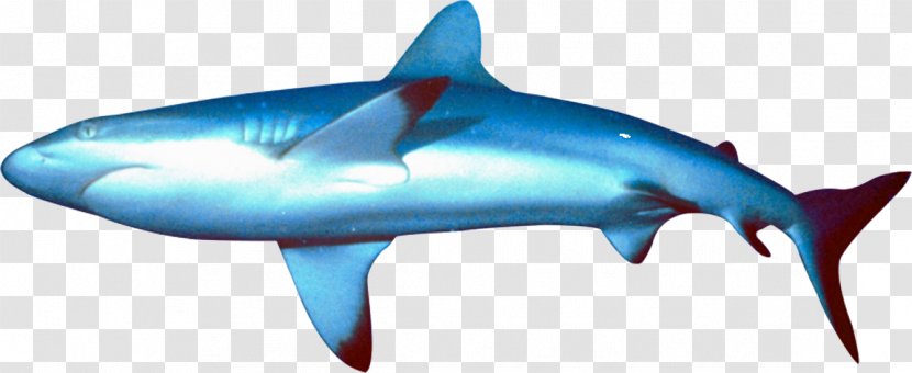 Great White Shark Requiem Ocean Bathyal Zone Marine Biology - Organism - Poison Transparent PNG