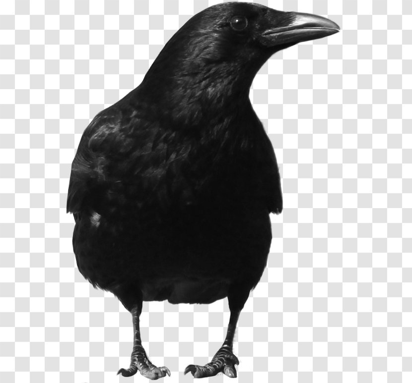 Crows Clip Art - Common Raven - Black Crow Image Transparent PNG