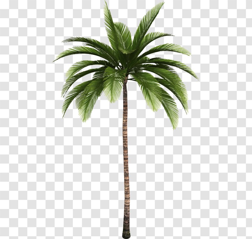 Palm Trees Clip Art Coconut Trunk - Simple Low Poly Lion Transparent PNG