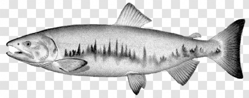 Tiger Shark Astaxanthin Salmon Animal Squaliform Sharks - Figure - Cyclopterus Lumpus Transparent PNG