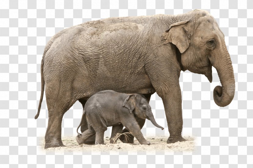 African Bush Elephant Asian - Print Transparent PNG