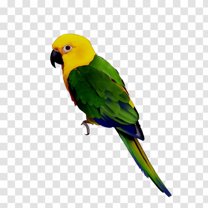 Bird Parrots Yellow-crowned Amazon Budgerigar Macaw - Parrot - Green Rosella Transparent PNG