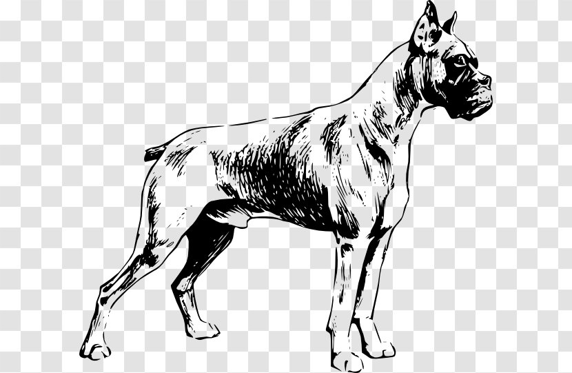 My Boxer Dogo Argentino Presa Canario Bulldog - Dog Transparent PNG