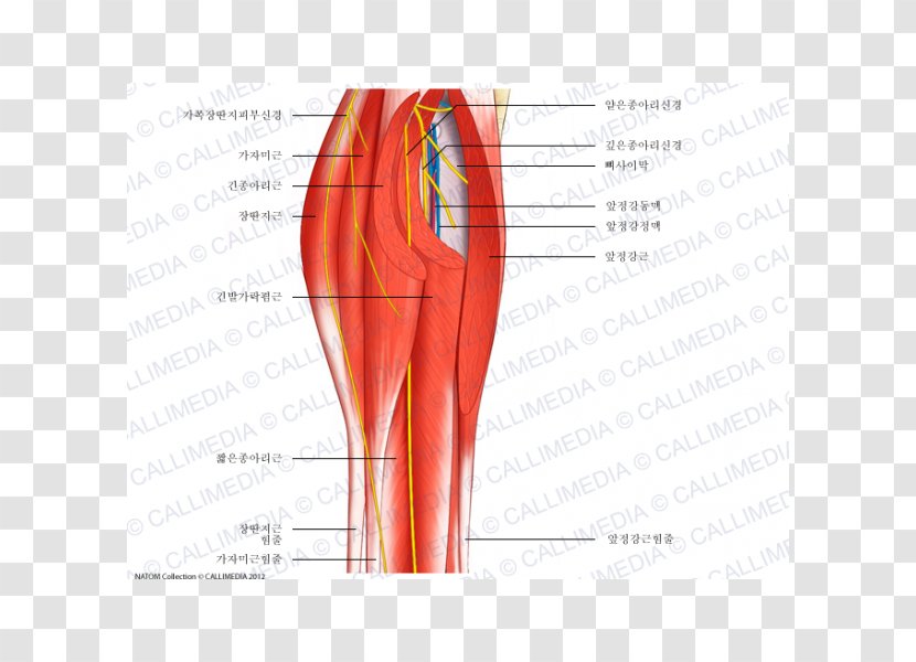 Muscle Nerve Blood Vessel Human Body Anatomy - Frame - Cartoon Transparent PNG