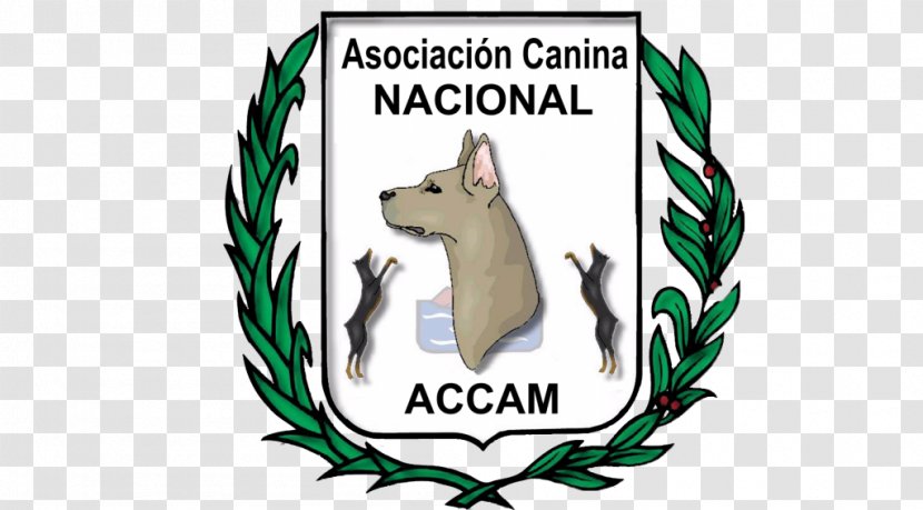 Dog Asociacion Canina Nacional ACCAM Canidae Purebred Molina De Segura - Groomer Transparent PNG