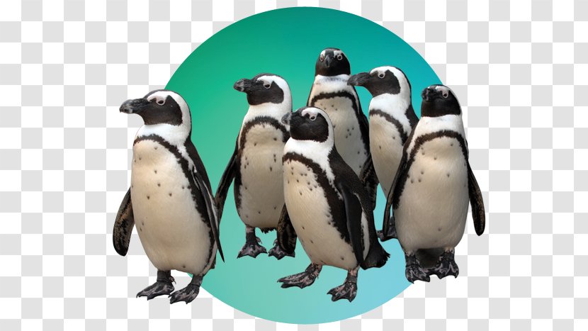 The Maryland Zoo In Baltimore Penguin Pride Of Clipper Transparent PNG