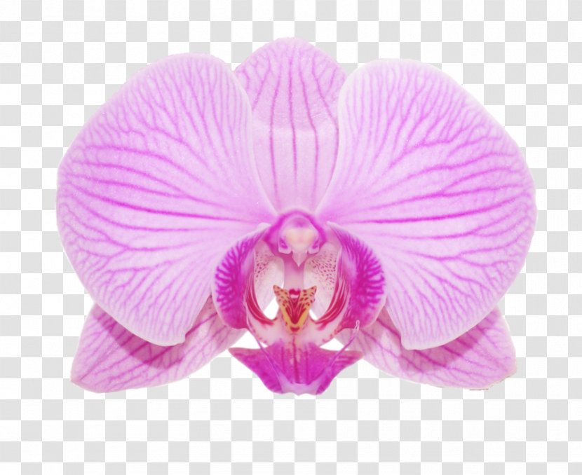 Violet Magenta Purple Clip Art - Orchis - Orchids Transparent PNG