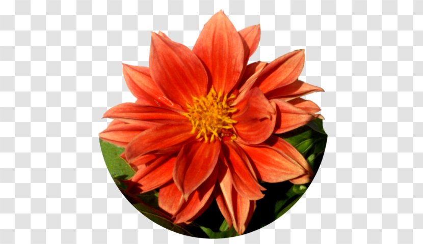 Flower Animation Dahlia - Pine Transparent PNG