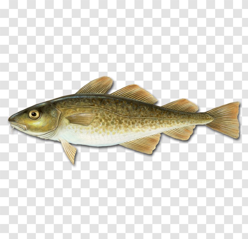 Atlantic Cod Pollock Gadidae Haddock - Fishing Transparent PNG