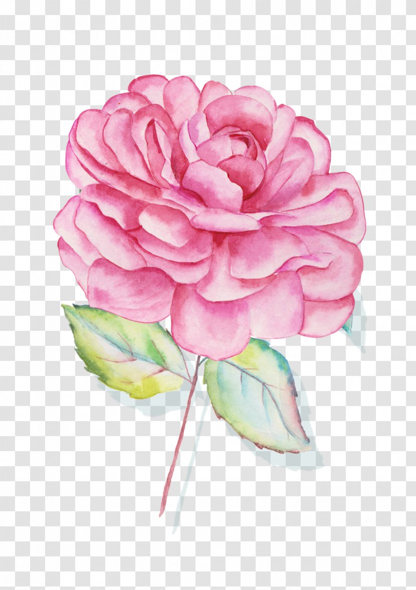 Centifolia Roses Garden Floral Design Pink Cut Flowers - Flower Arranging - Rose Transparent PNG