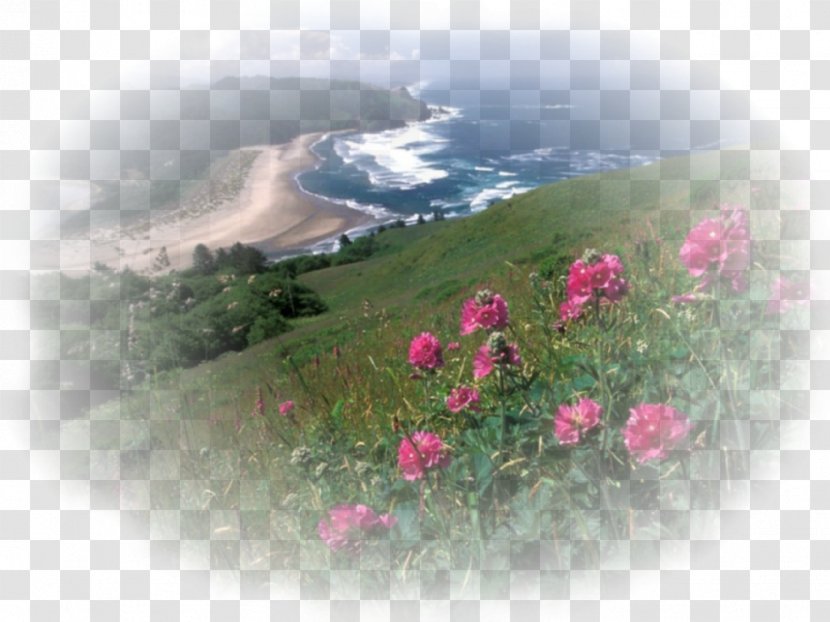 Cascade Head Oregon Coast Desktop Wallpaper - Flora - Headland Transparent PNG