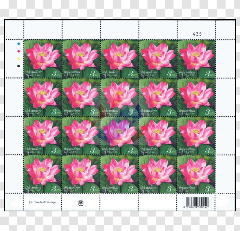 Azalea Rose Family Floral Design Pattern - Seed Plant Transparent PNG