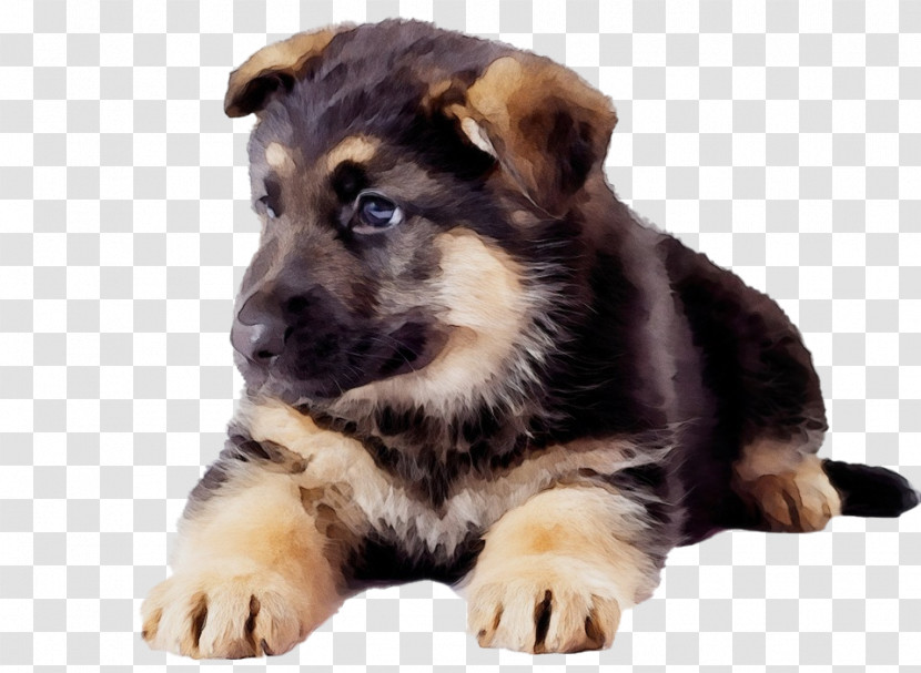 Tibetan Mastiff German Shepherd Puppy English Mastiff Breed Transparent PNG