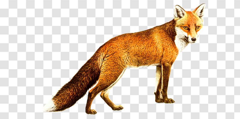Red Fox Gray Wolf Kit - Terrestrial Animal Transparent PNG