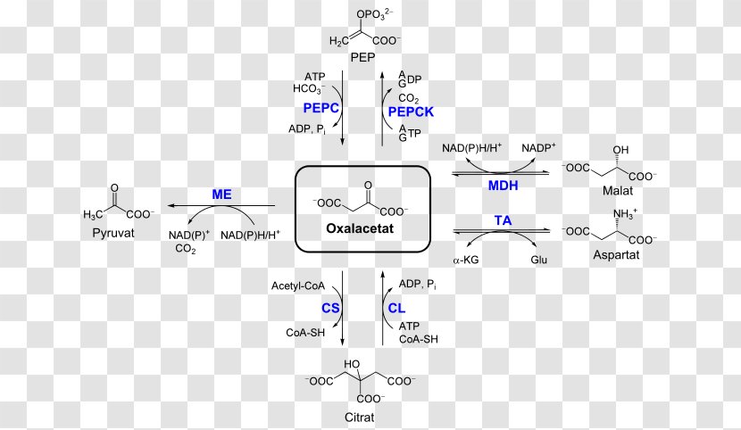 Oxaloacetic Acid Pyruvate Carboxylase Malate Dehydrogenase Pyruvic Phosphoenolpyruvate Carboxykinase - Phosphoenolpyruvic - Diagram Transparent PNG