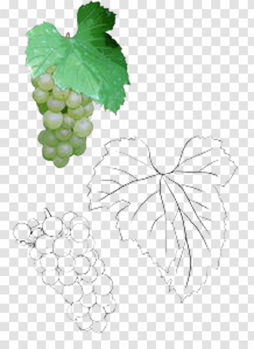 Grape Leaves Leaf Illustration - Delicious Grapes With Transparent PNG