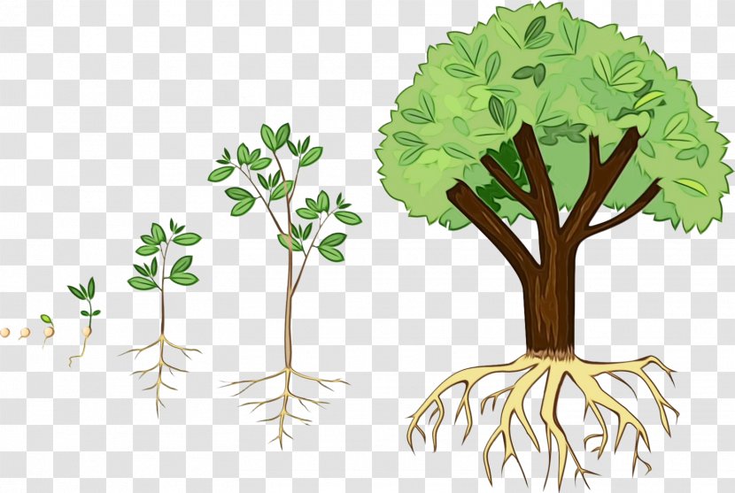 Seed Tree Plants Root Design - Paint - Vascular Plant Arbor Day Transparent PNG